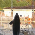 Marineland Antibes - 031